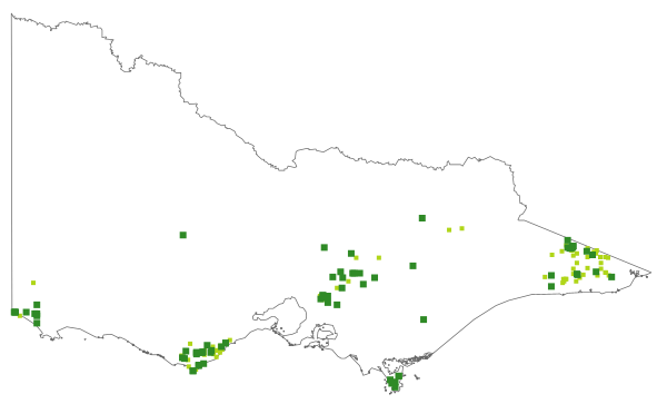 Pimelea ligustrina subsp. ligustrina (distribution map)