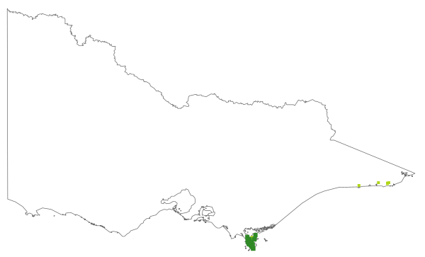 Olearia rugosa subsp. allenderae (distribution map)