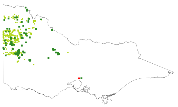 Baeckea crassifolia (distribution map)
