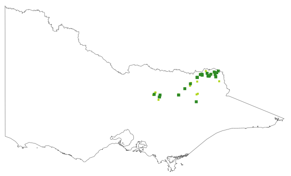 Pimelea treyvaudii (distribution map)