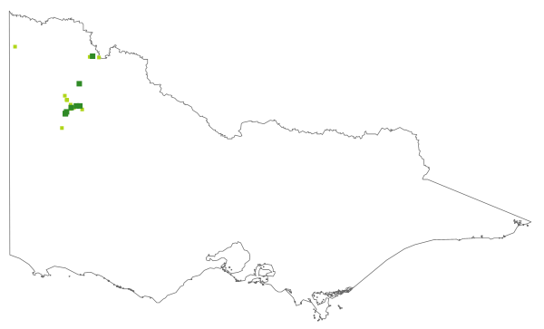 Stuartina hamata (distribution map)