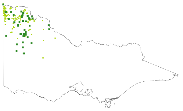 Angianthus tomentosus (distribution map)