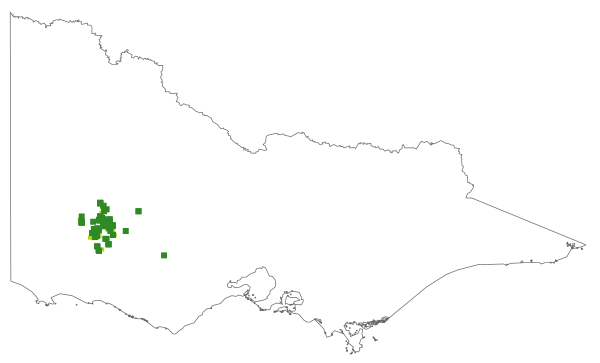 Marianthus bignoniaceus (distribution map)