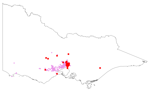 Nassella leucotricha (distribution map)