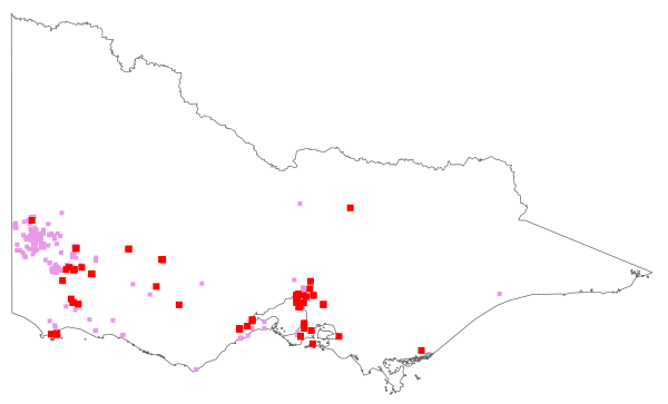 Sparaxis bulbifera (distribution map)