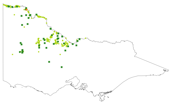 Calocephalus sonderi (distribution map)