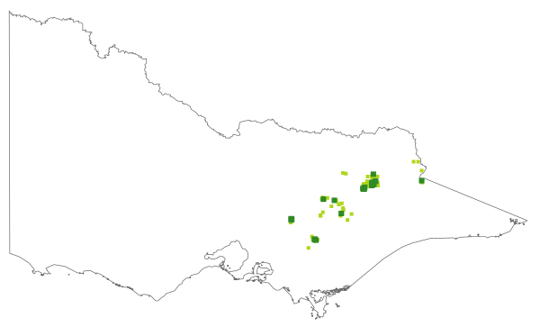 Asterolasia trymalioides subsp. trymalioides (distribution map)