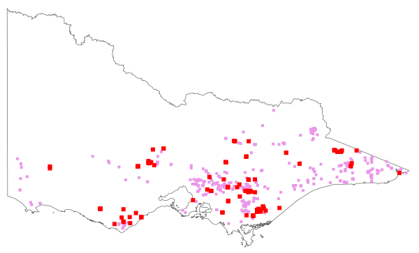 Rubus polyanthemus (distribution map)
