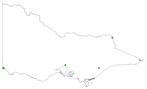 Taraxacum cygnorum (distribution map)
