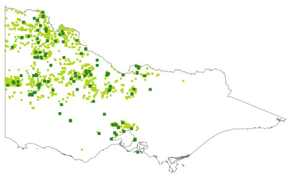 Austrostipa elegantissima (distribution map)