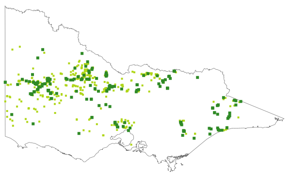 Austrostipa blackii (distribution map)