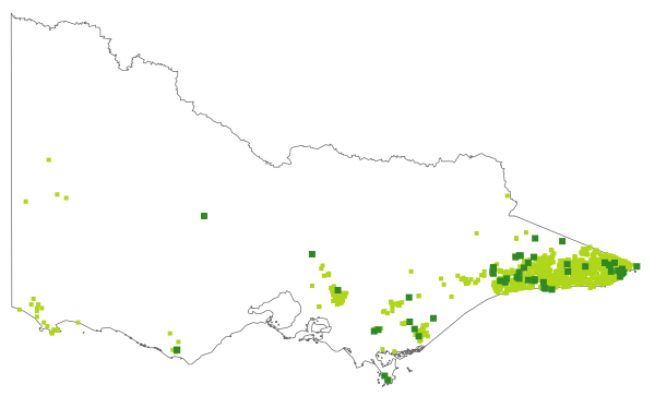 Hibbertia empetrifolia (distribution map)