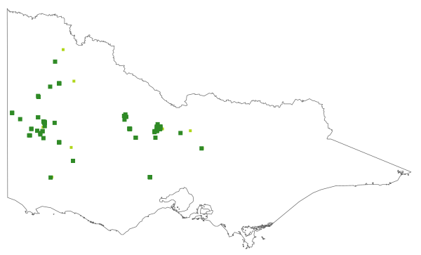 Philotheca angustifolia subsp. angustifolia (distribution map)