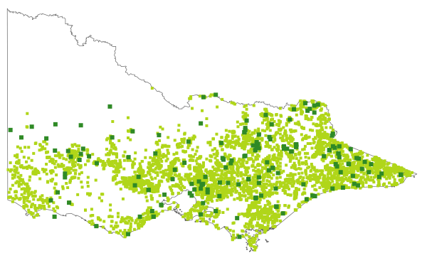 Euchiton japonicus (distribution map)