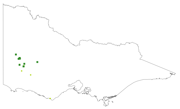 Senecio hypoleucus (distribution map)
