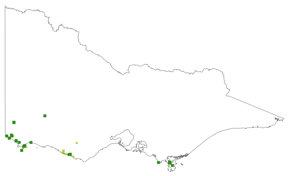 Machaerina laxa (distribution map)