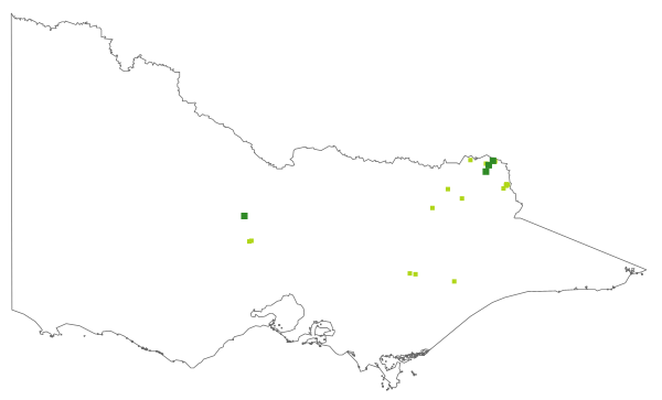 Astrotricha linearis subsp. 1 (distribution map)
