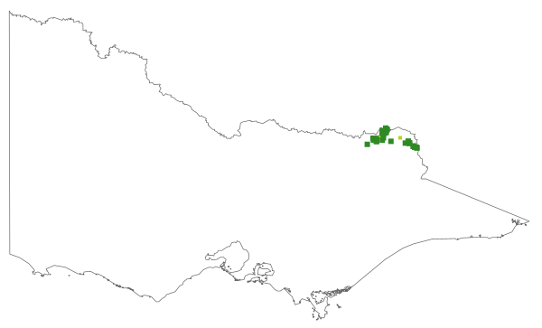 Grevillea polybractea (distribution map)