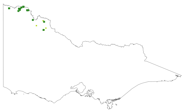 Amaranthus grandiflorus (distribution map)