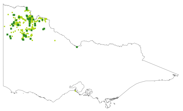 Calotis erinacea (distribution map)