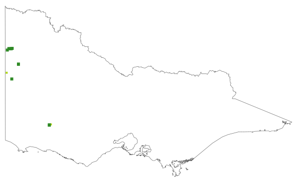 Coronidium adenophorum (distribution map)