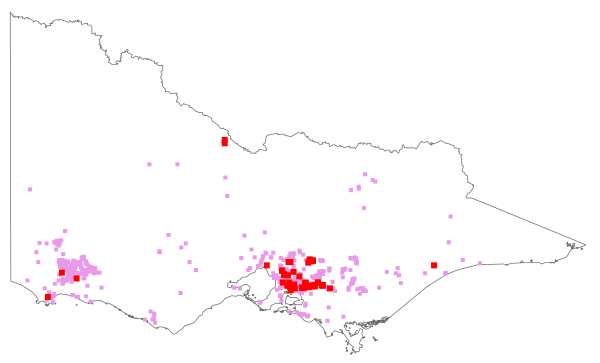 Daucus carota (distribution map)