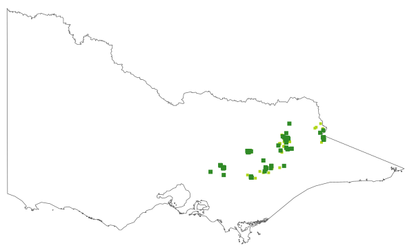 Leionema phylicifolium (distribution map)