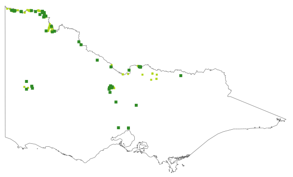 Calotis cuneifolia (distribution map)
