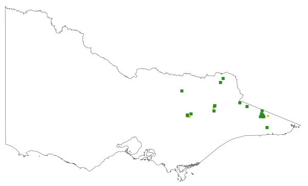 Juncus brevibracteus (distribution map)