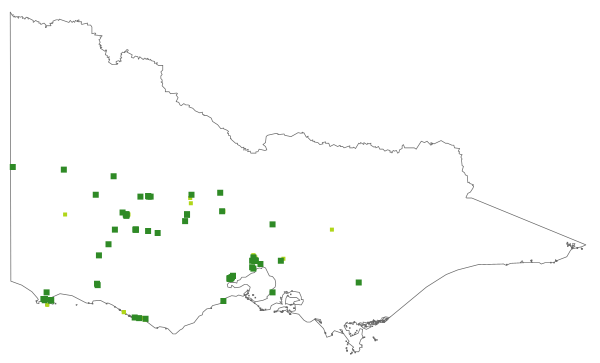 Diuris palustris (distribution map)