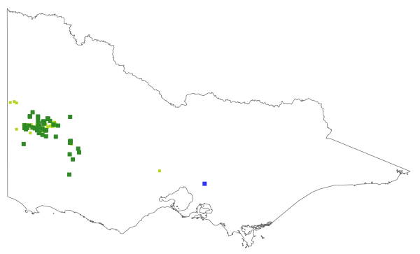 Phebalium stenophyllum (distribution map)