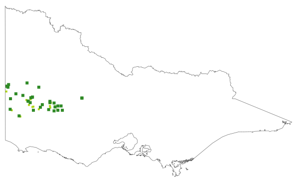 Quinetia urvillei (distribution map)
