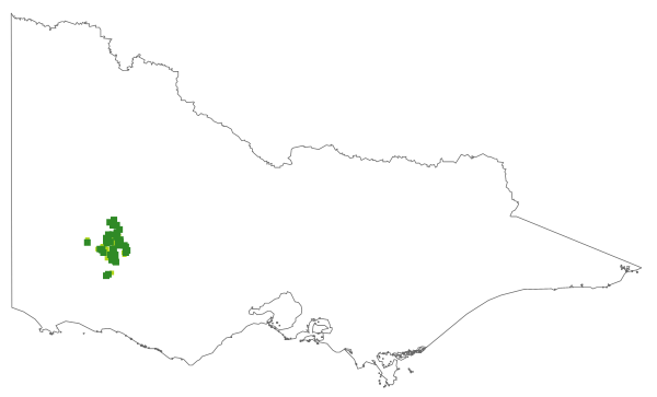 Gonocarpus mezianus (distribution map)