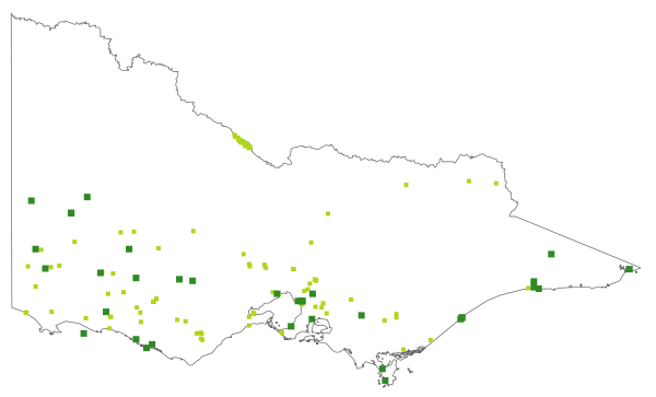 Epilobium billardiereanum subsp. intermedium (distribution map)