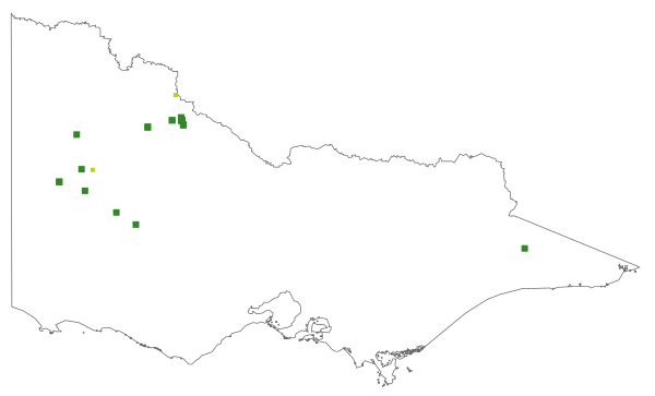 Phebalium glandulosum subsp. macrocalyx (distribution map)