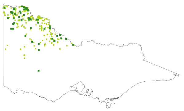 Exocarpos aphyllus (distribution map)