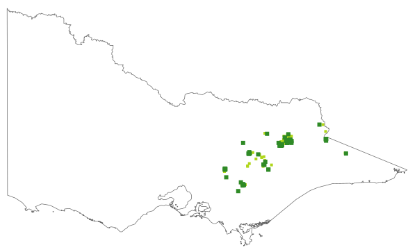 Asterolasia trymalioides (distribution map)