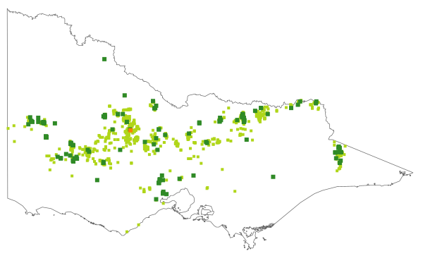 Gonocarpus elatus (distribution map)