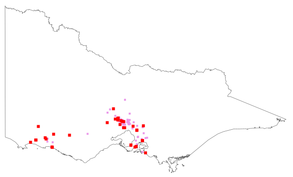 Gaudinia fragilis (distribution map)