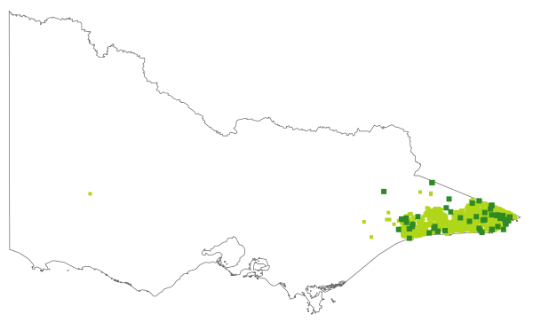 Persoonia linearis (distribution map)