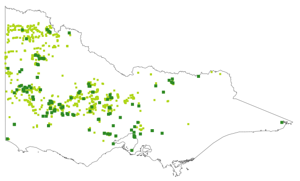 Millotia tenuifolia var. tenuifolia (distribution map)