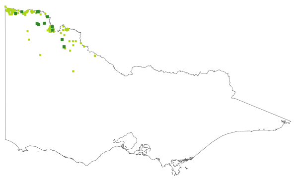 Tetragonia eremaea (distribution map)