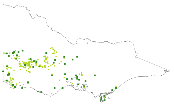 Phyllangium divergens (distribution map)