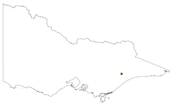 Olearia curticoma (distribution map)