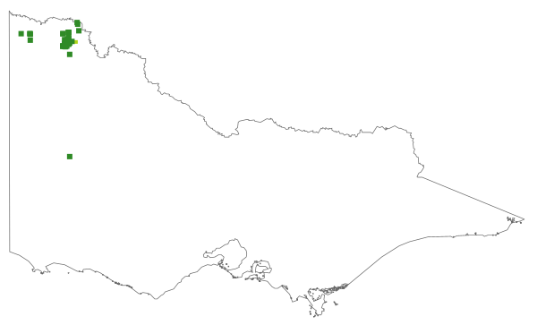 Eremophila scoparia (distribution map)