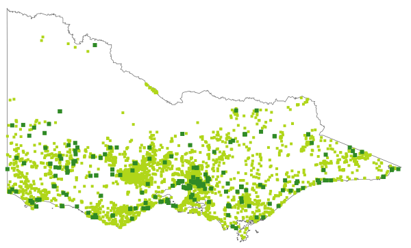Senecio glomeratus (distribution map)