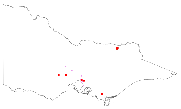 Salix ×pendulina (distribution map)